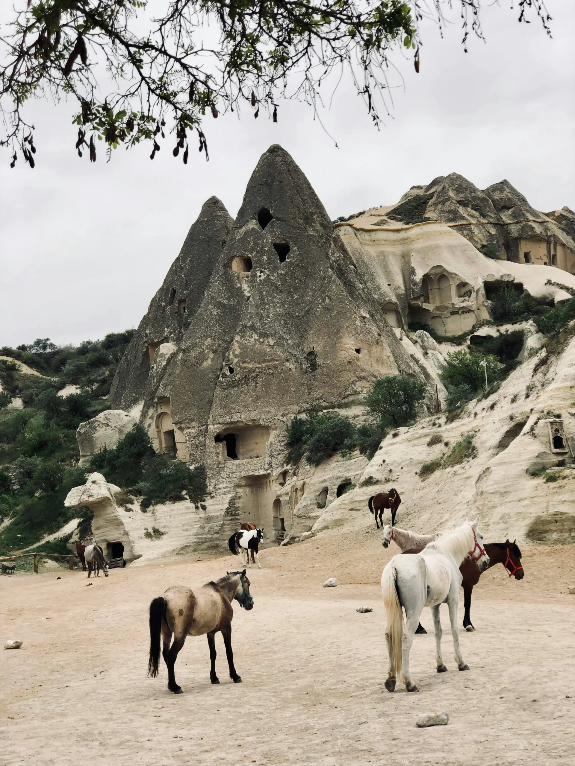 cappadocia horse